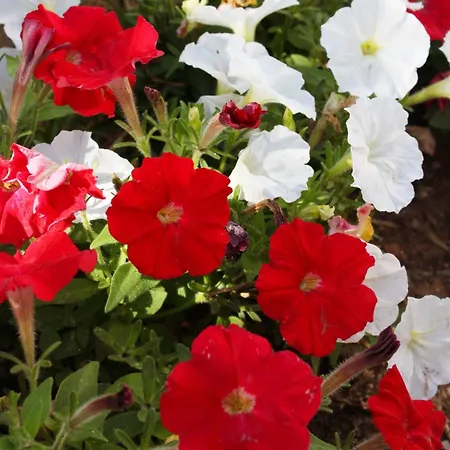 6572c Διαμέρισμα Maslenica